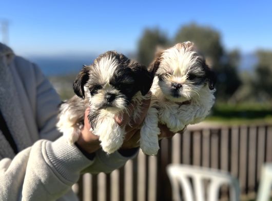 Shihtzu Bebeklerimiz görsel