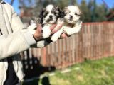 Shihtzu Bebeklerimiz