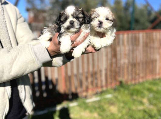 Shihtzu Bebeklerimiz görsel
