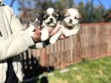 Shihtzu Bebeklerimiz