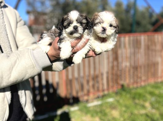 Shihtzu Bebeklerimiz görsel
