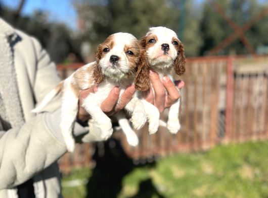 Cavalier King Charles Bebekler görsel