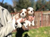 Cavalier King Charles Bebekler