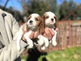 Cavalier King charles Bebekler