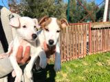 Jack Russel Yavrularımız
