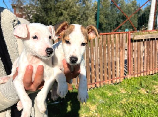 Jack Russel Yavrularımız görsel