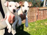 Jack Russel Yavrularımız