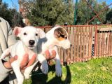 Jack Russel Yavrularımız