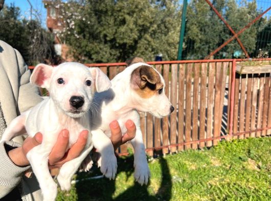 Jack Russel Yavrularımız görsel