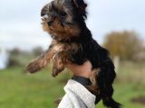 Miniboy Yorkshire Bebekler -- Sun Kennels