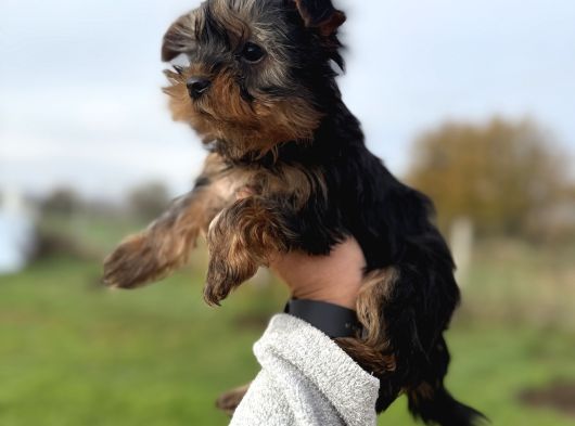 Miniboy Yorkshire Bebekler -- Sun Kennels görsel
