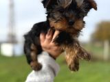 MiniBoy Yorkshire Bebekler -- Sun Kennels