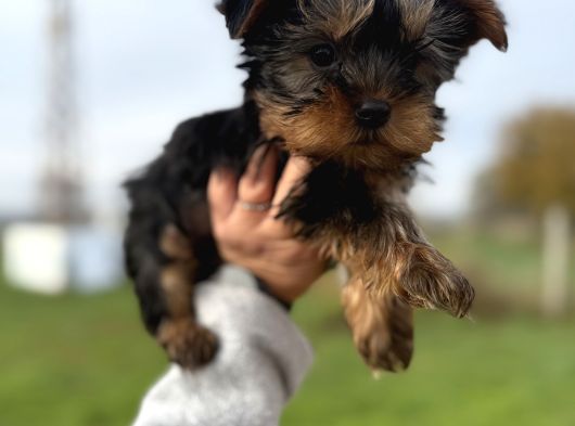 Miniboy Yorkshire Bebekler -- Sun Kennels