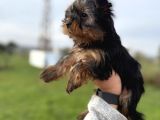 Miniboy Yorkshire Bebekler -- Sun Kennels