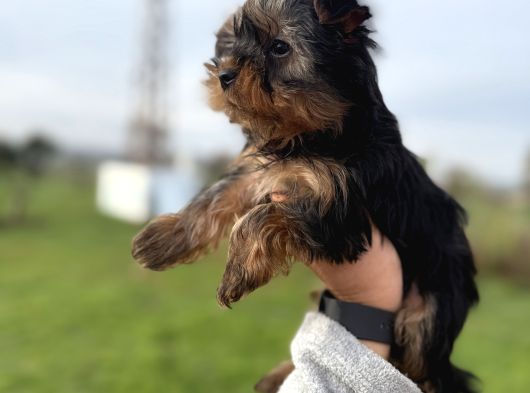 Miniboy Yorkshire Bebekler -- Sun Kennels görsel