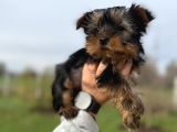 Miniboy Yorkshire Bebekler -- Sun Kennels