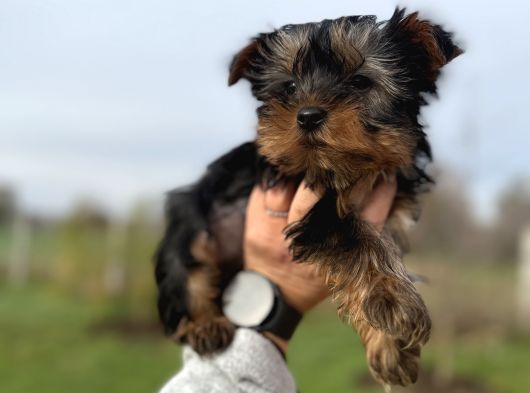 Miniboy Yorkshire Bebekler -- Sun Kennels görsel