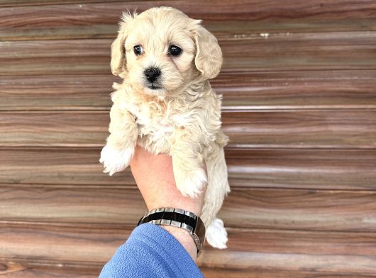 Orjinal Sağlıklı Irk Garantili görsel