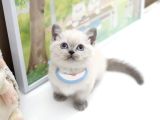Türki̇yeni̇n En Özel Bri̇ti̇şshorthai̇r Yavrulari