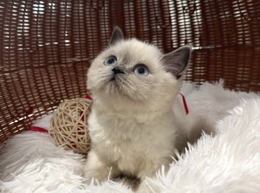 Türki̇yeni̇n En Özel Bri̇ti̇şshorthai̇r Yavrulari görsel