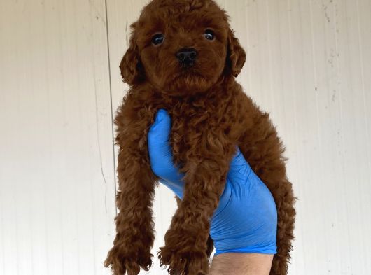 A Kali̇te Toy Poodle Yavrularimiz görsel