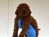 A KALİTE TOY POODLE YAVRULARIMIZ