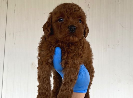 A Kali̇te Toy Poodle Yavrularimiz görsel