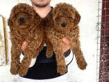 Üst Kali̇te Toy Poodle Yavrularimiz