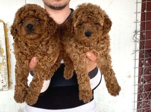 Üst Kali̇te Toy Poodle Yavrularimiz görsel