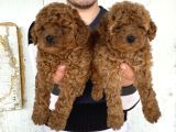 Üst Kali̇te Toy Poodle Yavrularimiz