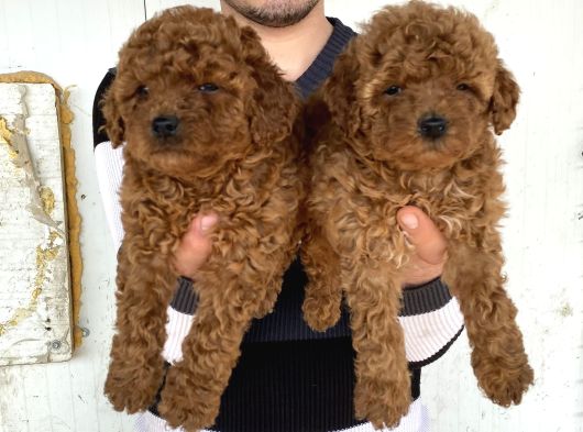 Üst Kali̇te Toy Poodle Yavrularimiz görsel