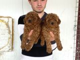 Üst Kali̇te Toy Poodle Yavrularimiz