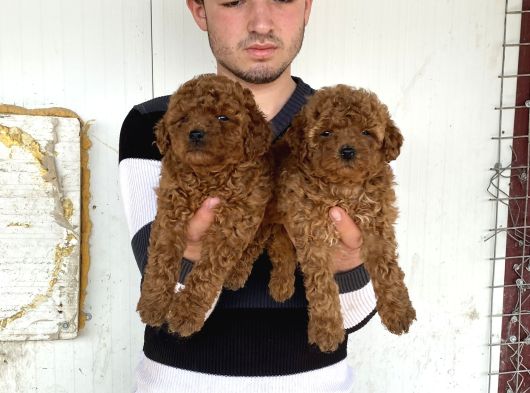 Üst Kali̇te Toy Poodle Yavrularimiz görsel