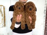 ÜST KALİTE TOY POODLE YAVRULARIMIZ