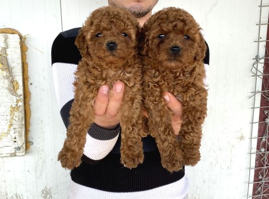 Üst Kali̇te Toy Poodle Yavrularimiz