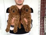Üst Kali̇te Toy Poodle Yavrularimiz