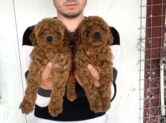 Üst Kali̇te Toy Poodle Yavrularimiz görsel