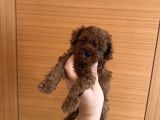 Ev doğumu poodle bebekler