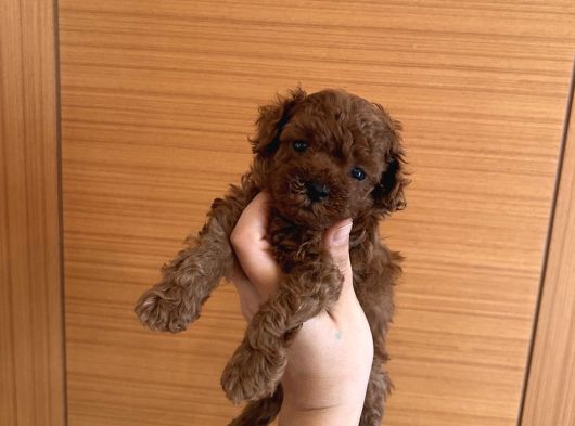 Ev Doğumu Poodle Bebekler
