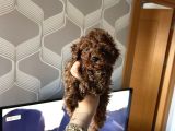 Ev Doğumu Poodle Bebekler