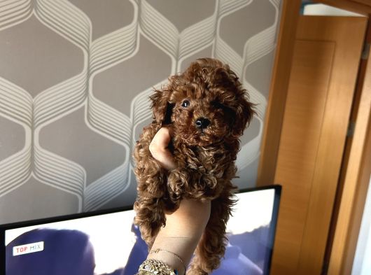 Ev Doğumu Poodle Bebekler görsel