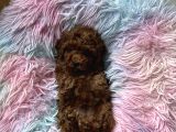Ev Doğumu Poodle Bebekler