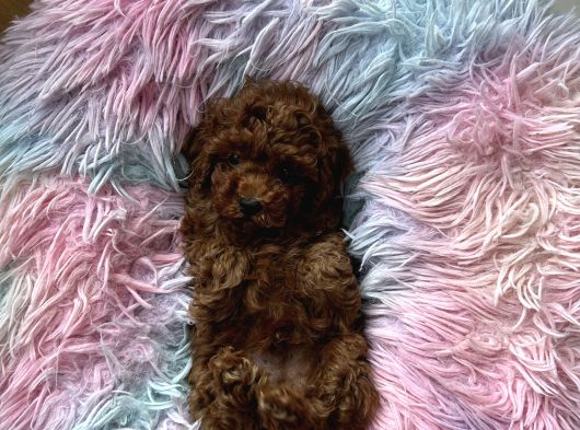 Ev Doğumu Poodle Bebekler görsel