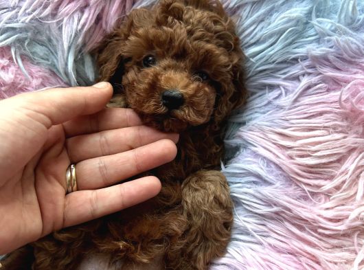 Ev Doğumu Poodle Bebekler görsel
