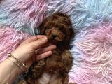 Ev Doğumu Poodle Bebekler