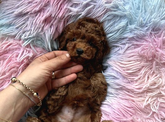 Ev Doğumu Poodle Bebekler görsel