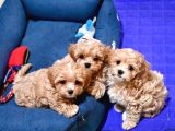 DÜNYA TATLISI MALTİPOO YAVRULARI