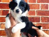 Ömürlük Yuva Arıyoruz Akıllı ve Sosyal Border Collie Yavru