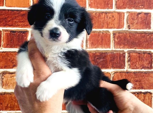 Ömürlük Yuva Arıyoruz Akıllı Ve Sosyal Border Collie Yavru