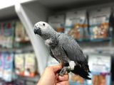 5 AYLIK TAMAMEN EVCİL VE UYSAL EL BESLEME BEBEK JAKO PAPAĞAN